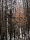 Lone tamarack tree in the winter