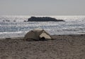 A Lone Tent on the beach in Laguna Beach, California