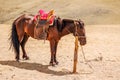 Lone tethered horse in Mongolia