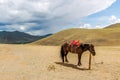 Lone tethered horse in Mongolia