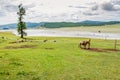 Lone tethered horse, northern Mongolia