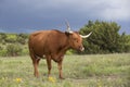 Lone Texas longhorn with storms in background