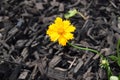 Lone tickseed flower bloom Royalty Free Stock Photo