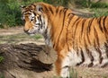 Lone tiger