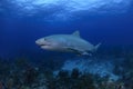 Tiger Shark Swimming over Coral Reefs in Bahamas Royalty Free Stock Photo