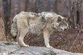 Lone timber wolf in the fall