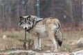 Lone timber wolf in the fall