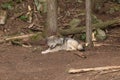 A lone Timber Wolf in a forest