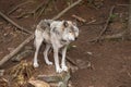 A lone Timber Wolf in a forest