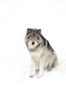 Lone Timber Wolf or Grey Wolf Canis lupus isolated on white background sitting in the winter snow in Canada Royalty Free Stock Photo