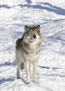 Lone Timber wolf or Grey Wolf Canis lupus isolated on white background standing in the winter snow in Canada Royalty Free Stock Photo