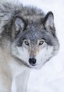 Lone Timber wolf or Grey Wolf Canis lupus isolated on white background walking in the winter snow in Canada Royalty Free Stock Photo