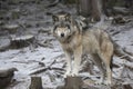 Timber wolf or Grey Wolf Canis lupus portrait standing on a tree stump in the winter snow in Canada Royalty Free Stock Photo