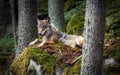 A lone Timber wolf or Grey Wolf Canis lupus sitting on a stone and watches Royalty Free Stock Photo