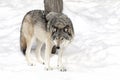 Lone Timber wolf or Grey Wolf Canis lupus on white background standing in the winter snow in Canada Royalty Free Stock Photo