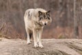 Lone timber wolf Royalty Free Stock Photo