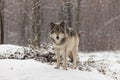 Lone timber wolf in a winter scene