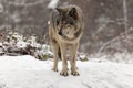 Lone timber wolf in a winter scene