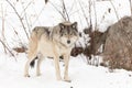 A Lone timber wolf in a winter scene
