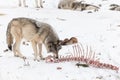 A Lone timber wolf in a winter scene