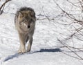 A lone Timber Wolf in the winter