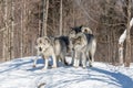 A lone Timber Wolf in the winter