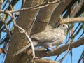 Lone Tobacco dove on in a tree