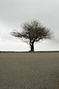 Lone tree