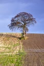 Lone Tree Royalty Free Stock Photo