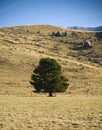 Lone Tree Royalty Free Stock Photo