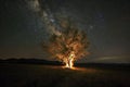 lone tree ablaze at night under starry sky