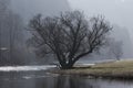 Lone tree above Semois river in Belgium Royalty Free Stock Photo