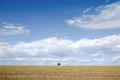 Lone tree across the cleared field