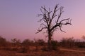 Lone tree on an African Safari at Sunset Royalty Free Stock Photo