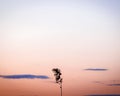 A lone tree against a red-and-blue sunset sky. Royalty Free Stock Photo