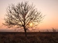 Lone tree against sunset sky