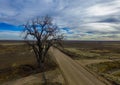 Lone tree along country dirt road Royalty Free Stock Photo