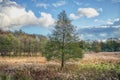 Lone tree amid yellow grass on a gloomy day conveys loneliness and desolation concept. Illustration for solitude and melancholy Royalty Free Stock Photo