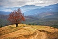 Lone tree in autumn mountains. Cloudy fall scene Royalty Free Stock Photo