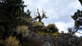 A Lone Tree Awaits the Storm Royalty Free Stock Photo