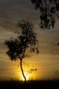 A lone tree is backlit by a glowing sunrise at Wooragee Royalty Free Stock Photo