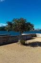 Lone Tree at Ballast Point Park Foreshore Seawall in Sydney Royalty Free Stock Photo