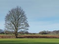 Lone bare winter tree in a green field with a blue sky Royalty Free Stock Photo