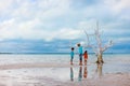 Lone tree at beach Royalty Free Stock Photo