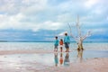 Lone tree at beach Royalty Free Stock Photo