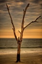 Lone Tree on Beach at Sunset