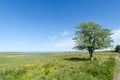 Lone tree in a beautiful green and bright coastland by springtime