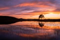 Lone tree with beautiful orange and purple sunset, perfect reflections in lake. Lake District, UK. Royalty Free Stock Photo