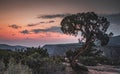 Lonely tree with beautiful views of Black Gunnison Canyon, Colorado