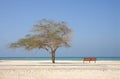 Lone tree and a bench in Al Jazair beach Bahrain Royalty Free Stock Photo